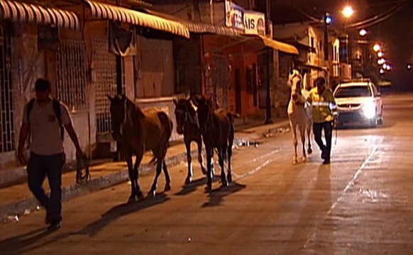 Camal clandestino faenaban caballos en el cantón Daule, provincia del Guayas
