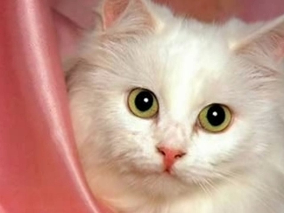 diapo chat