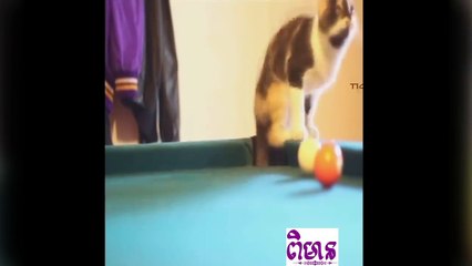 Best Amazing Cute Cute Cats Vidoes That Will Make You More Cats Lovers and laugh ever