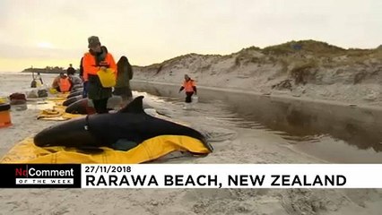 A hét látványos No Comment videói