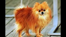Pomeranian is a breed of dog of the Spitz - Samhini2016.com