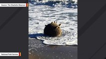 WWII Mine Washed Ashore In North Carolina