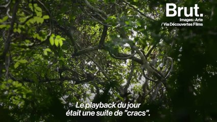 Le langage chez les singes