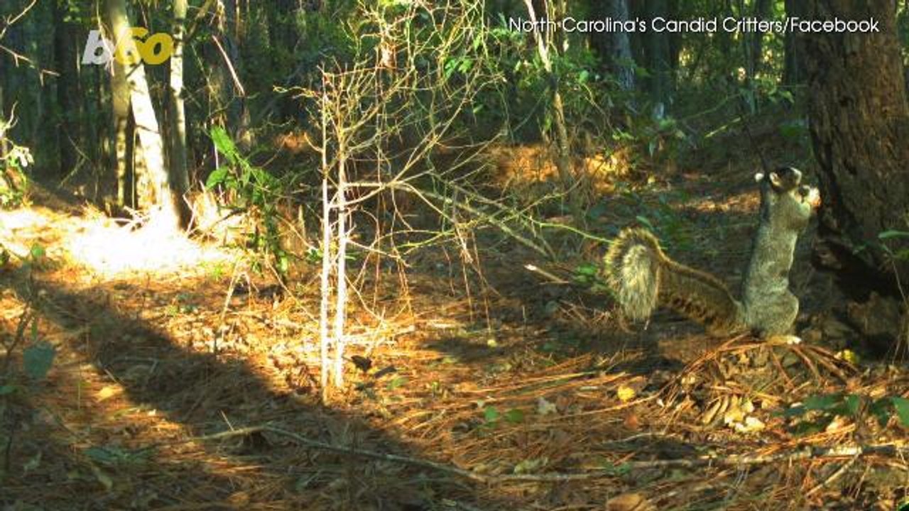 Squirrel Estimated To Be Over 2 Feet Tall Captured On Camera