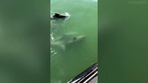 Five Dolphins Swim Alongside Naval Vessel