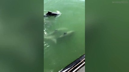 Five Dolphins Swim Alongside Naval Vessel