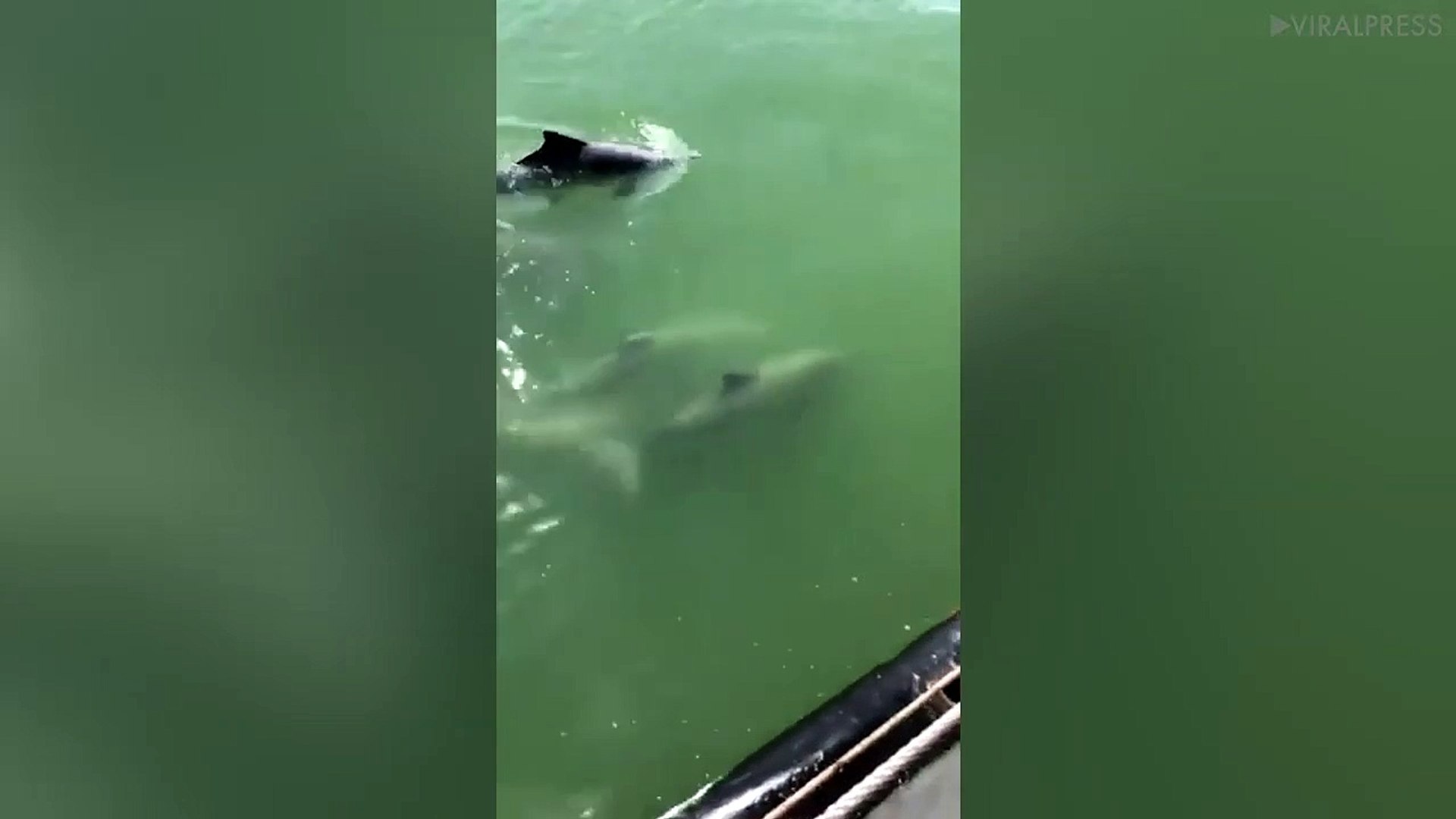 ⁣Five Dolphins Swim Alongside Naval Vessel