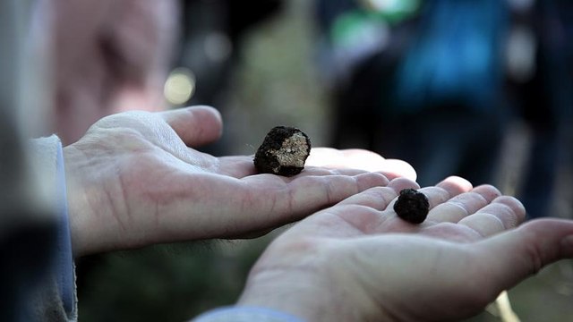 Η κλιματική αλλαγή απειλεί να αφανίσει την τρούφα
