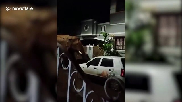 Night pests? This Indian city has elephants rooting through their plants!