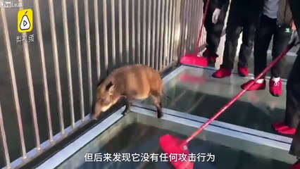 Descargar video: Pont en verre : ce cochon a plus peur que les touristes, il a le vertige !