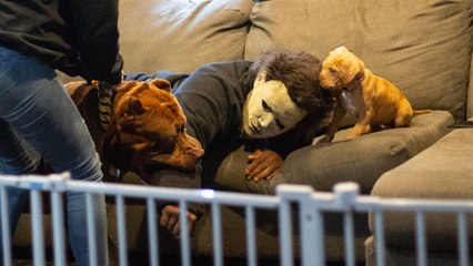 Home Invasion! Hulk Takes Down An Armed Intruder | DOG DYNASTY