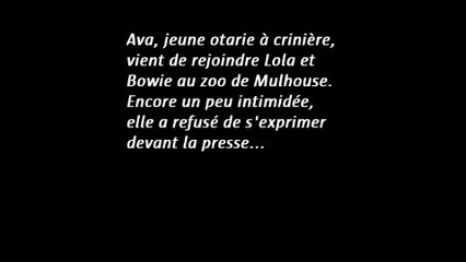 Ava, la nouvelle otarie du zoo de Mulhouse