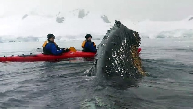 Incroyable : une baleine s'approche à quelques centimètres de ces kayakistes