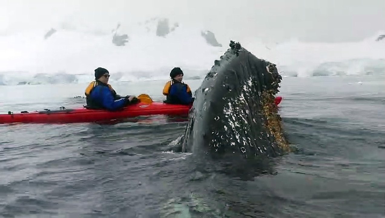 Incroyable : une baleine s'approche à quelques centimètres de ces kayakistes