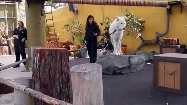 Significado de Soñar con lobos