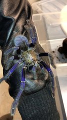 Jaw Dropping Singapore Blue Tarantula