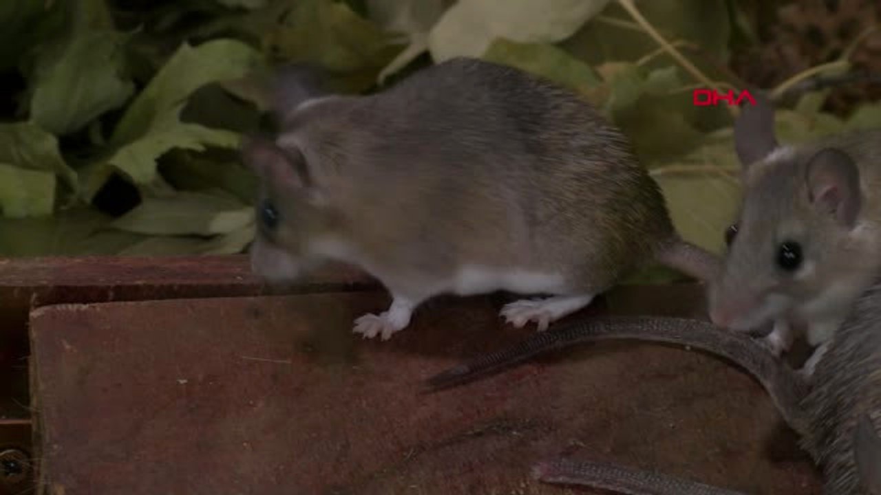 Bursa Anadolu Dikenli Faresi, Bursa Zoo'da Koruma Altında