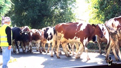 Étape 72 : As Seixas – Arzúa / Camino Del Norte – Primitivo – Compostelle – 25 octobre 2017.