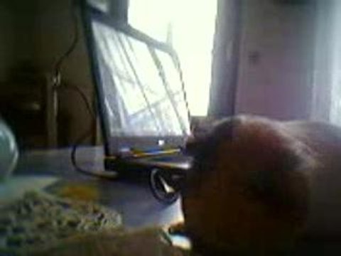 moi et mon cochon dinde