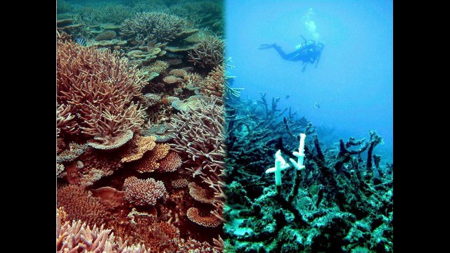 LES MALDIVES : Un avenir mis en péril par les changements climatiques