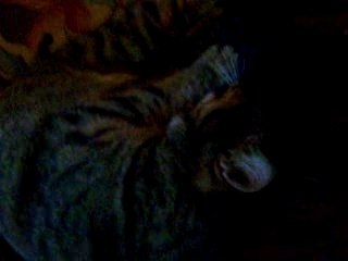 mon chat qui s'exite sur un bras