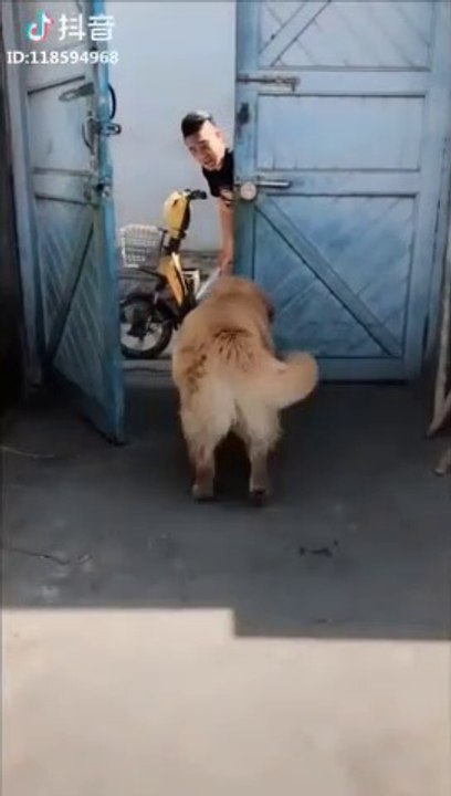 This is one Smart dog, maybe even the smartest dog in the world