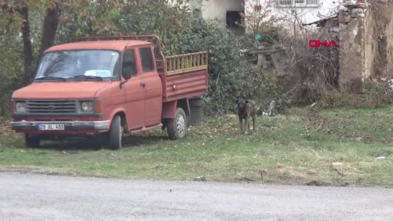 Gümüşhane'de Başıboş Köpekler Tedirgin Ediyor