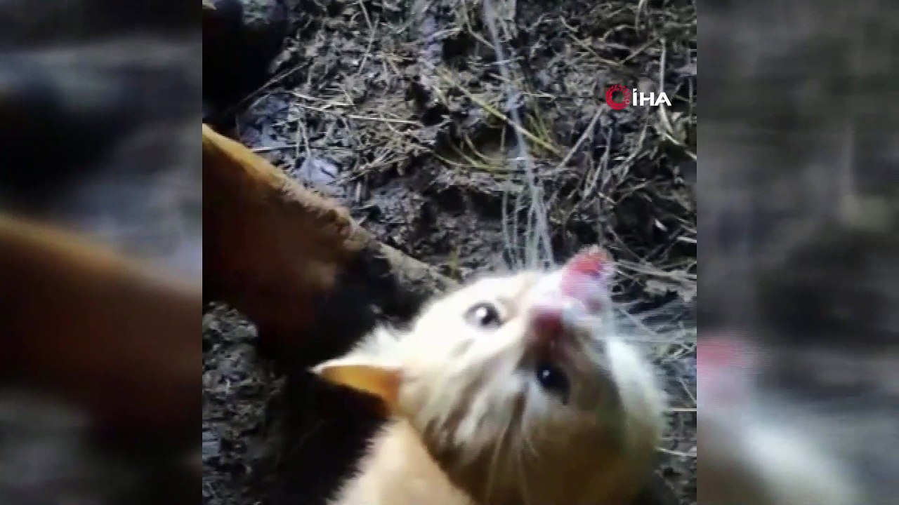 Sağılan inekten süt içen yavru kedi tebessüm ettirdi