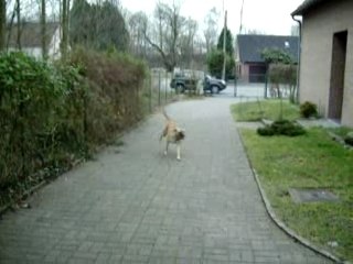 Lancé de balle à Shiva