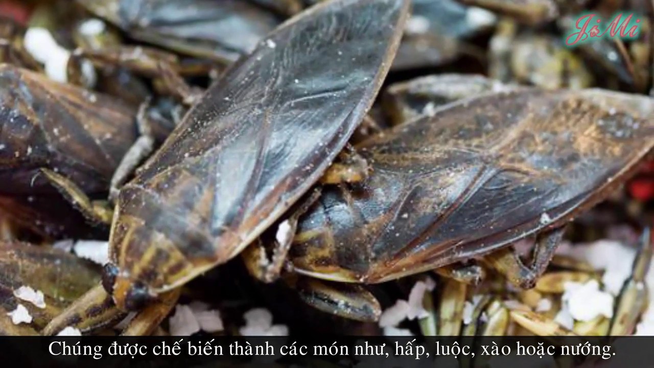 Bọ Nước Khổng Lồ - Sát Thủ Tàn Bạo Bậc Nhất Trong Thế Giới Côn Trùng - Cà Cuống