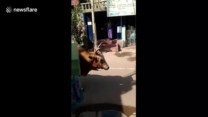 Whopper bull casually knocks passenger off moving motor scooter