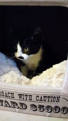 Suma 3 mois à adopter !