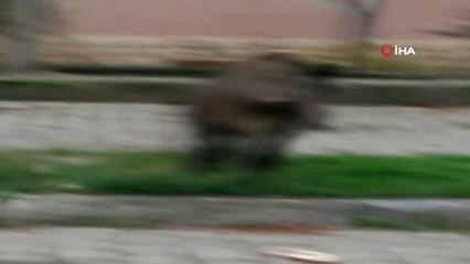 Aç Kalan Domuzlar Ünlü Tatil Merkezinde Sokaklara İndi