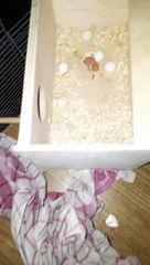 только вылупившийся волнистый попугай!