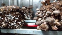 Culture de champignons bios de chez Pleurette dans des containers à Lomme