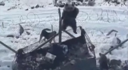 Askeri üsse ayı girdi