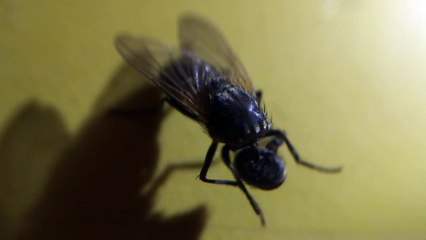 Fly Continues to Live with Head Missing
