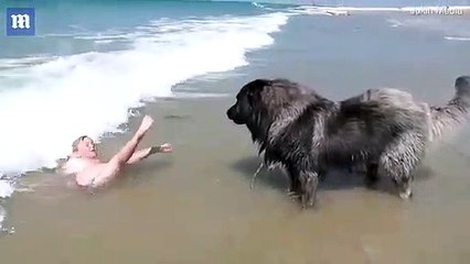 En Normandie, un chien extrait une fillette de l'eau pour la sauver