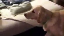 La R inimaginable d'un chien quand il voit son jouet adorable en cher et en os passer la porte de sa maison..