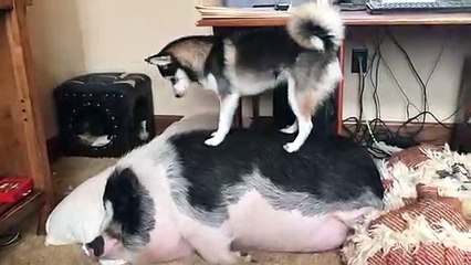 Un chien veut jouer avec une truie et lui saute dessus pour la ré