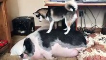 Un chien veut jouer avec une truie et lui saute dessus pour la ré