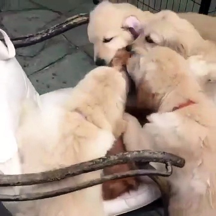 Quand des chiens attaquent un pauvre chat !