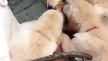 Quand des chiens attaquent un pauvre chat !