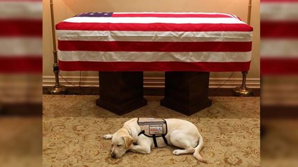 '임무완료' 부시 전 대통령 안내견 설리 / YTN