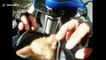 Bus driver stops traffic to save lost kitten on road before passing biker adopts it