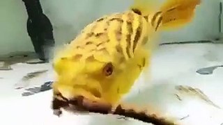 Fish eating very dangerous species