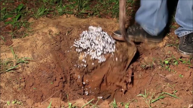 Il coule de l'aluminium en fusion dans une fourmilière et obtient une veritable oeuvre d'art