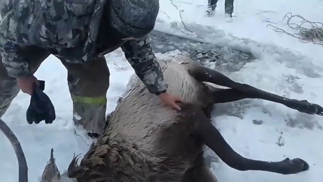 Ils prennent tout les risques pour sauver un cerf pris au piège dans une rivière gelée !