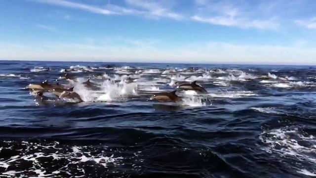 Des centaines de dauphins nagent et sautent ensemble... Magnifique