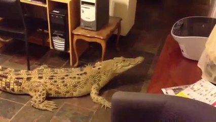 Il vit avec un crocodile de compagnie dans sa maison